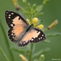 Colotis amata Fabricius, 1775